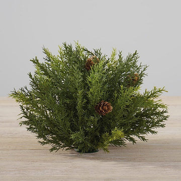 ARBORVITAE PUFF 6.5"Dia