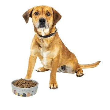 SPOT Best Friends Pet Food Dish - Food or Water Ceramic Bowl for Pets, Ideal for Medium & Large Dogs, Dishwasher Safe, 5 Cups (40oz) Capacity - 7in, Light Grey