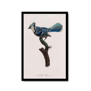 Canvas Painting Posters and Prints Wall Art Pictures Blue Jay Print Vintage Blue Jay Wall Art Blue Jay Illustration Wild Life Poster Antique Bird Wall Art Suitable for Living Room Bedroom Office Decoration 8x12inch