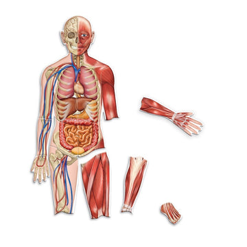 Learning Resources Double-Sided Magnetic Human Body - Anatomy Model, Body Parts for Students, STEM Classroom Essentials, Skeleton Kit for Doctors, Science Classrooms and Homeschool Essentials