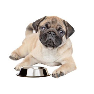 SPOT No-Tip Pet Bowl for Cats and Small Dogs -Classic Durable Non-Slip Kittens and Puppies Dish for Food and Water - 6oz - 2cups
