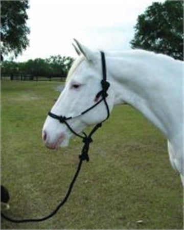 Hamilton Halter Company - Rope Halter With Lead Adult Horse- Black Average - RHL AVBK